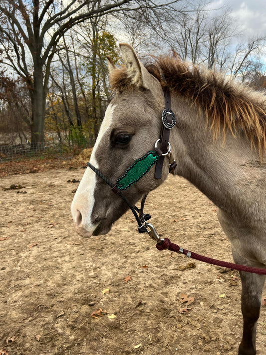 Hybrid Halters (Made to Order)